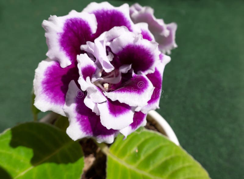 Planta Del Gloxinia Con Las Flores Violeta-blancas Imagen de archivo -  Imagen de afuera, hermoso: 150155363