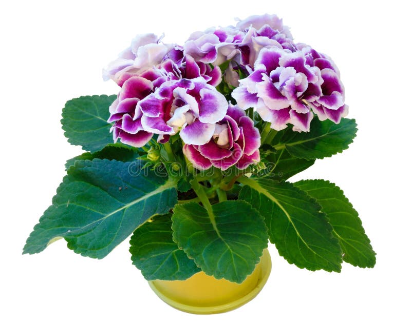Planta Del Gloxinia Con Las Flores Violeta-blancas En Blanco Foto de archivo - Imagen de planta, casa: 75576200 Planta Del Gloxinia Con Las Flores Violeta-blancas En Blanco Foto de archivo - Imagen de planta, casa: 75576200