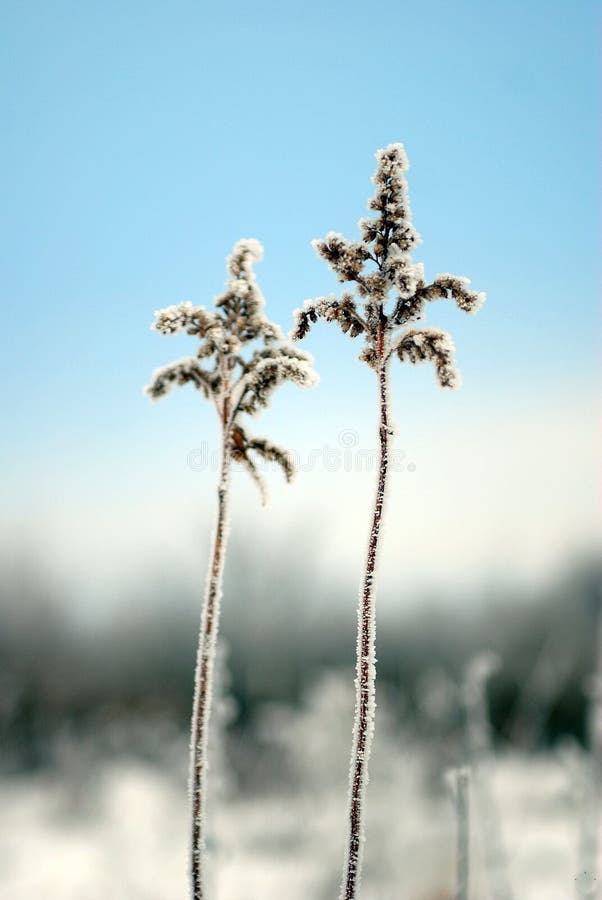 Planta del invierno imágenes de archivo libres de regalías Planta del invierno imágenes de archivo libres de regalías