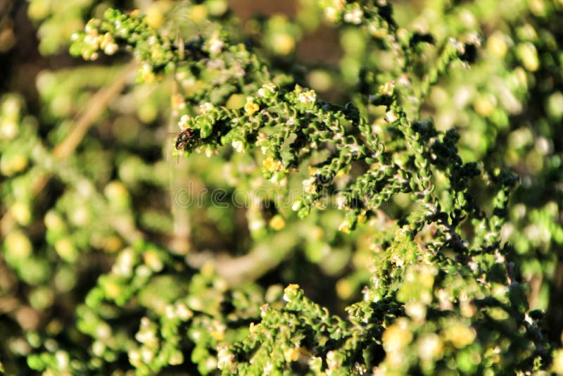 Planta del kali del Salsola debajo del sol en otoño fotos de archivo Planta del kali del Salsola debajo del sol en otoño fotos de archivo