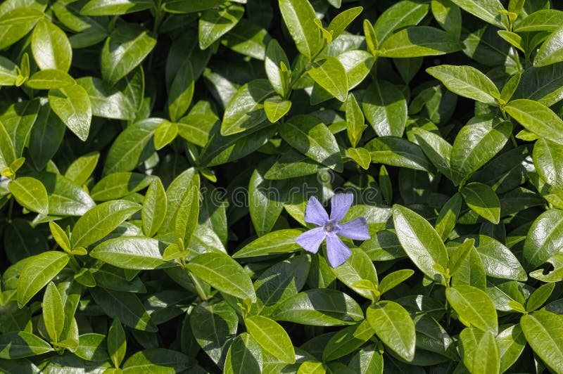 Planta De La Flor Del Vinca Imagen de archivo - Imagen de relaje