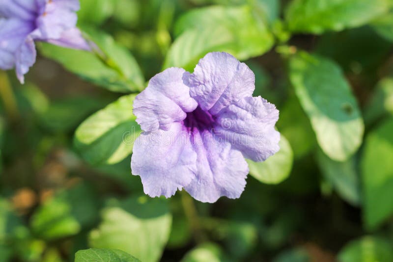 Featured image of post Planta Rasteira Com Flor Roxa rvores trazem cor textura e brilho para uma rea com sombra