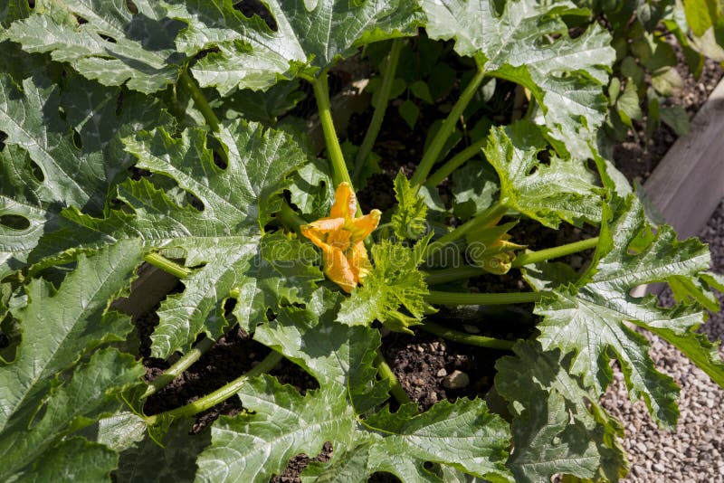 Planta do Courgette foto de stock. Imagem de curgetes 58576018