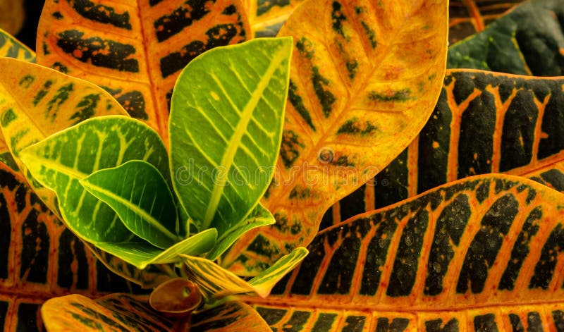 download croton seadiver download croton seadiver