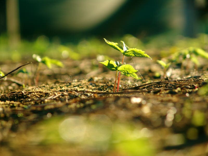 Planta de Ginseng, Close Up foto de stock