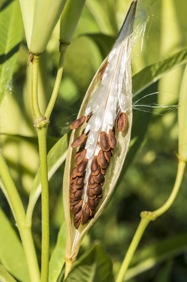 Planta do Milkweed, vagem da semente 'de Tuberosa' do Asclepias foto de stock Planta do Milkweed, vagem da semente 'de Tuberosa' do Asclepias foto de stock