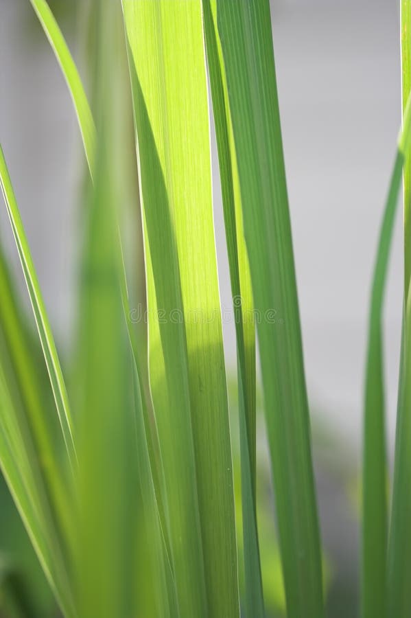 Capim-limão fotos de stock royalty free