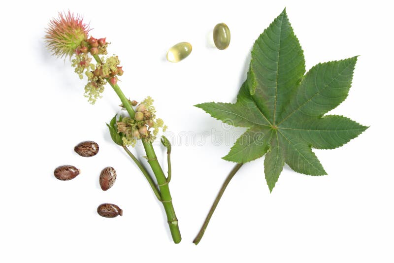 Flower and leaf of the castor plant, before a white background with castor oil capsules for oral use in cases of constipation and some seeds. Flower and leaf of the castor plant, before a white background with castor oil capsules for oral use in cases of constipation and some seeds