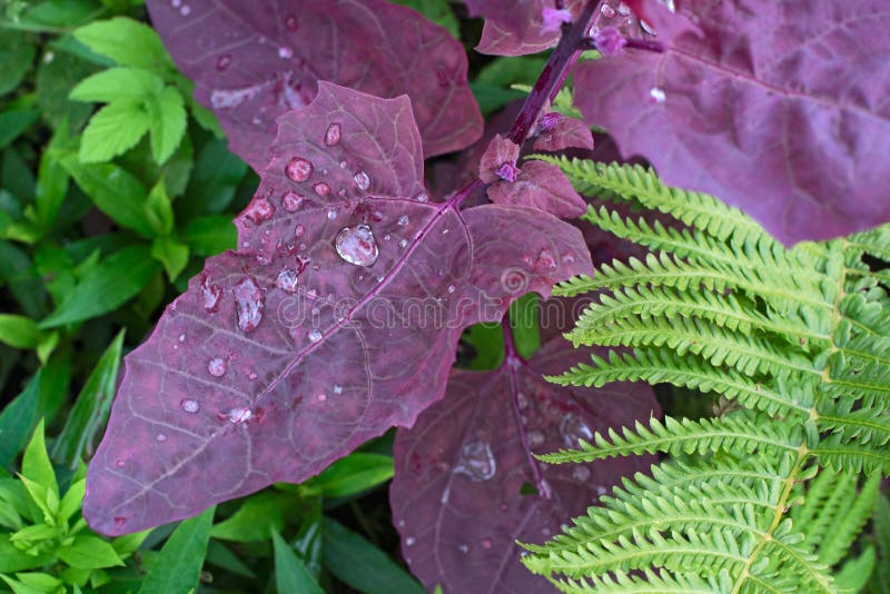 Planta do rubra do hortensis do Atriplex com gotas de água imagens de stock Planta do rubra do hortensis do Atriplex com gotas de água imagens de stock