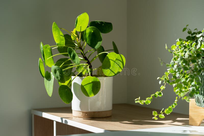 Planta Doméstica De Pilea Peperomioides No Vaso De Flores De Cerâmica Em  Casa. Fábrica De Dinheiro Chinesa. Jardinagem Interior. Imagem de Stock -  Imagem de interior, botânica: 249199437