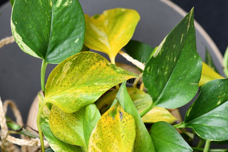 Planta doméstica de pothos dorados con enfermedad de mancha foliar desconocida en forma de pequeñas rayas negras causadas por hong