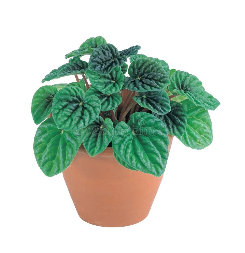 Planta doméstica em vaso de flores foto de stock