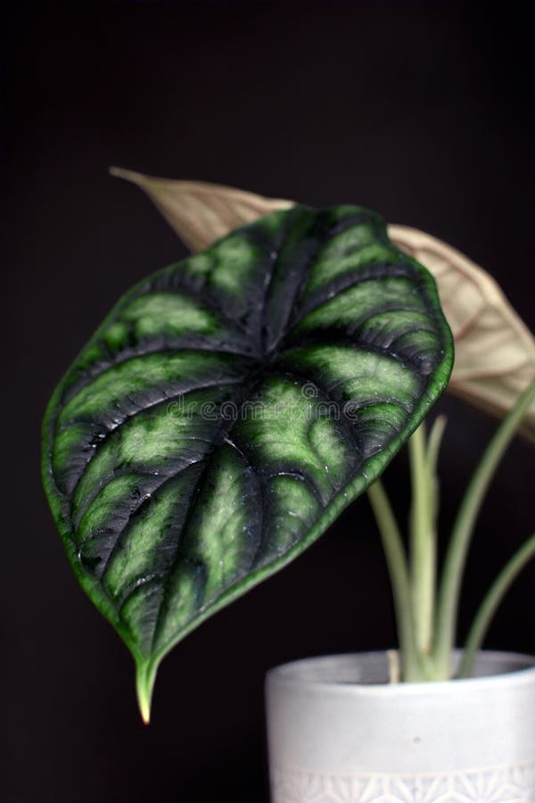 Planta em pasta exótica da casa de Baginda Cuprea Dragon Scale do Alocasia no fundo preto escuro imagem de stock royalty free Planta em pasta exótica da casa de Baginda Cuprea Dragon Scale do Alocasia no fundo preto escuro imagem de stock royalty free