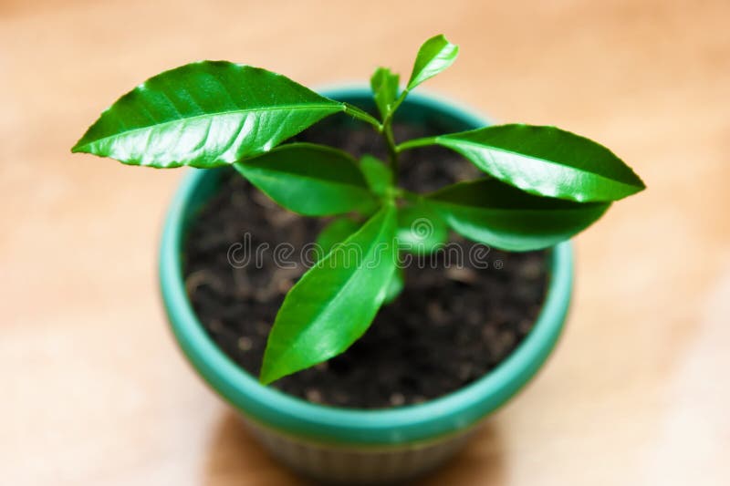 Planta em um potenciômetro de flor Árvore de limão imagens de stock Planta em um potenciômetro de flor Árvore de limão imagens de stock