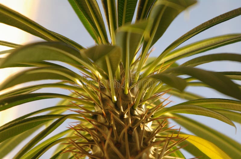 Planta espinhosa foto de stock. Imagem de folha, espinhoso 16255246