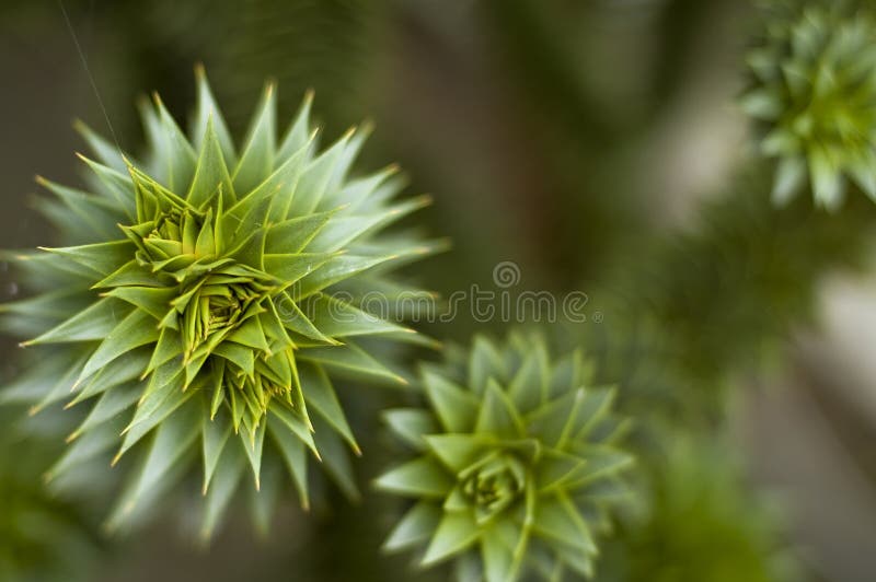 Planta espinhosa imagem de stock royalty free Planta espinhosa imagem de stock royalty free
