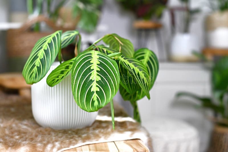 Plantas Da Casa Da Maranta Tropical Cristata Bicolor Foto de Stock - Imagem  de escuro, verde: 249793570