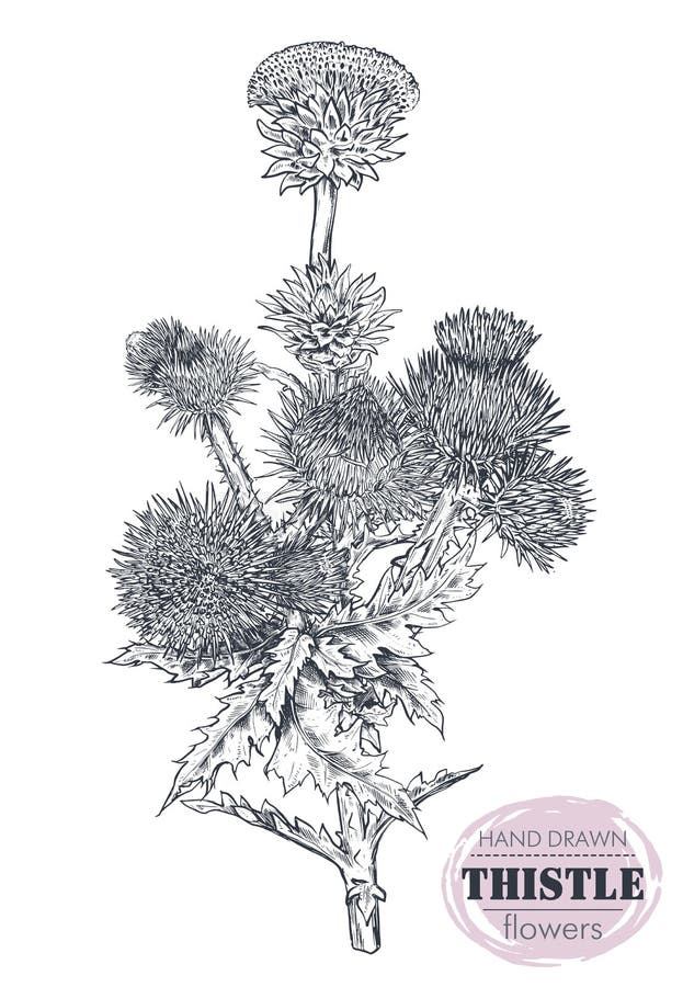 Planta exhausta del cardo o del Carduus de la mano del vector, hoja, brote y flor aislados en el fondo blanco stock de ilustración Planta exhausta del cardo o del Carduus de la mano del vector, hoja, brote y flor aislados en el fondo blanco stock de ilustración