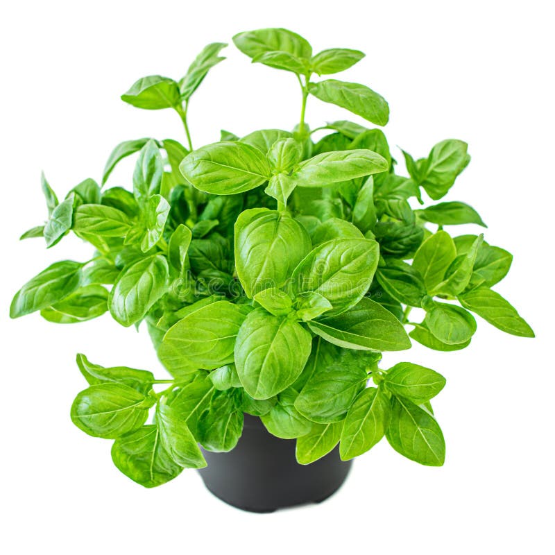 Planta fresca da manjericão com folhas verdes em um potenciômetro Manjeric?o isolada no fundo branco imagens de stock royalty free Planta fresca da manjericão com folhas verdes em um potenciômetro Manjeric?o isolada no fundo branco imagens de stock royalty free
