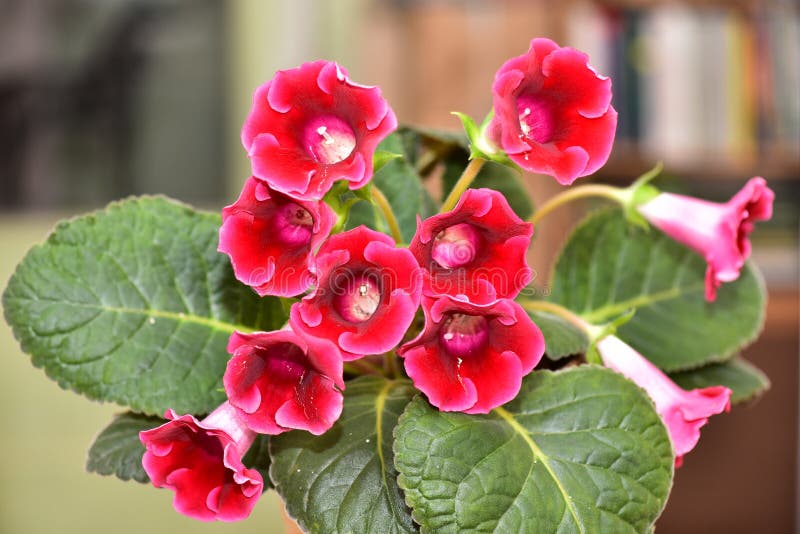 Planta Gloxinia Com Flores Vermelhas Num Vaso De Flores Imagem de Stock -  Imagem de quarto, planta: 224137865