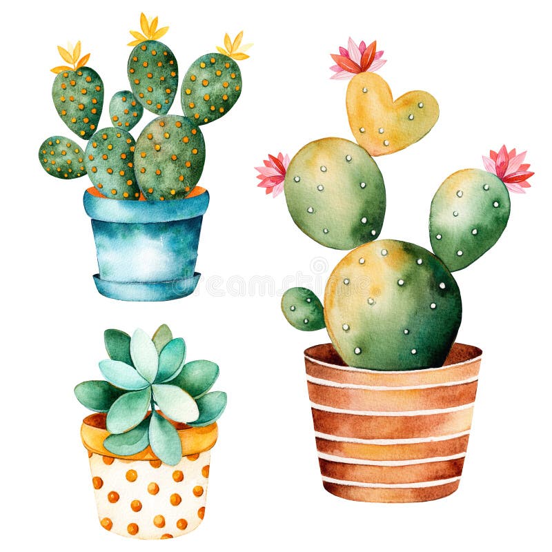 Cactus vetor botânico cactos verde cactáceo suculento planta botânica  ilustração floral realista conjunto de desenhos animados flores exóticas  isolados sobre fundo transparente imagem vetorial de luplupme.gmail.com©  221535294