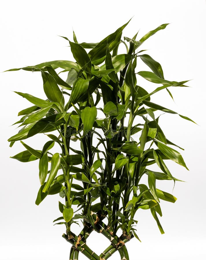 Planta interior en una maceta de flores sobre fondo blanco. fotografía de archivo