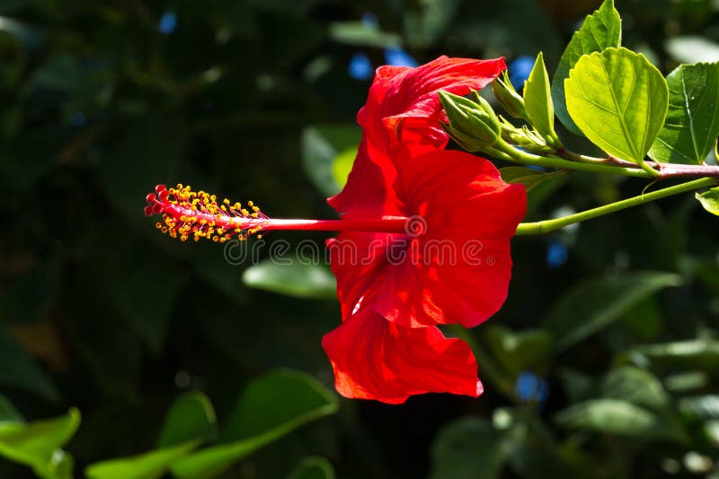 Planta macro do hibiscus da foto oh Cor vermelha imagem de stock royalty free Planta macro do hibiscus da foto oh Cor vermelha imagem de stock royalty free