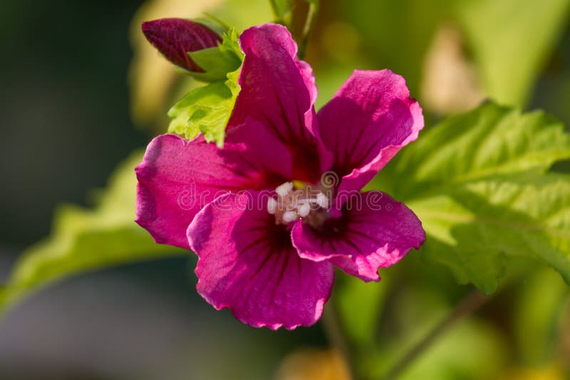 Planta macro do hibiscus da foto oh Flor violeta da cor com folhas obscuras fotografia de stock Planta macro do hibiscus da foto oh Flor violeta da cor com folhas obscuras fotografia de stock