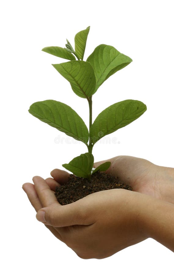 Planta a mano fotografía de archivo libre de regalías Planta a mano fotografía de archivo libre de regalías