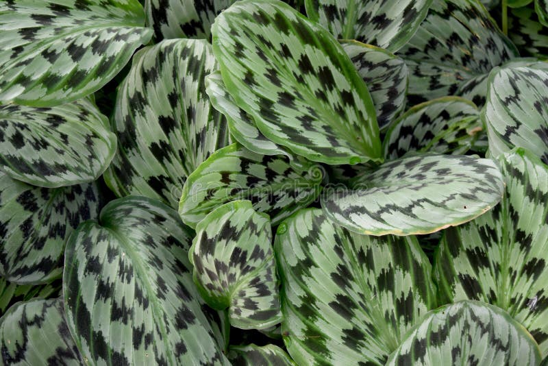 Plantas Da Casa Da Maranta Tropical Cristata Bicolor Foto de Stock - Imagem  de escuro, verde: 249793570