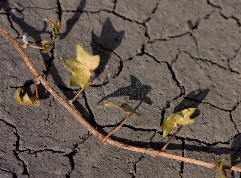 Planta muerta en pista estéril foto de archivo Planta muerta en pista estéril foto de archivo