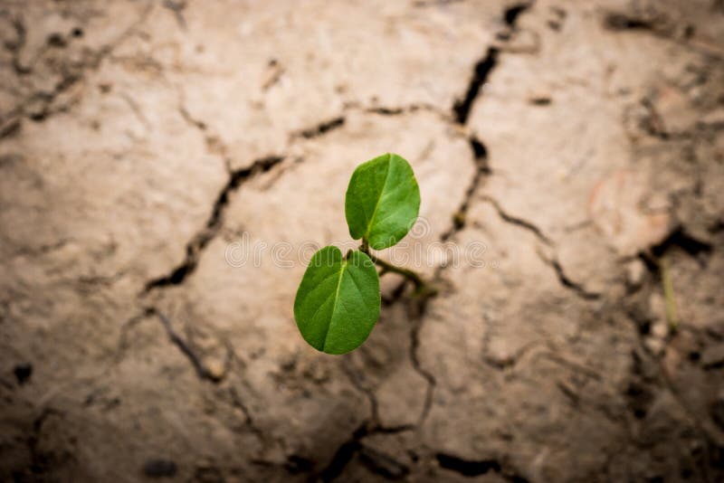 Planta na lama rachada secada foto de stock