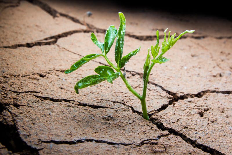 Planta na lama rachada secada imagem de stock