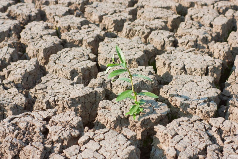 Planta na terra rachada secada imagem de stock royalty free
