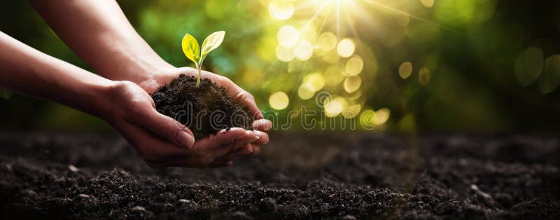 Planta nas mãos Conceito da ecologia Fundo da natureza