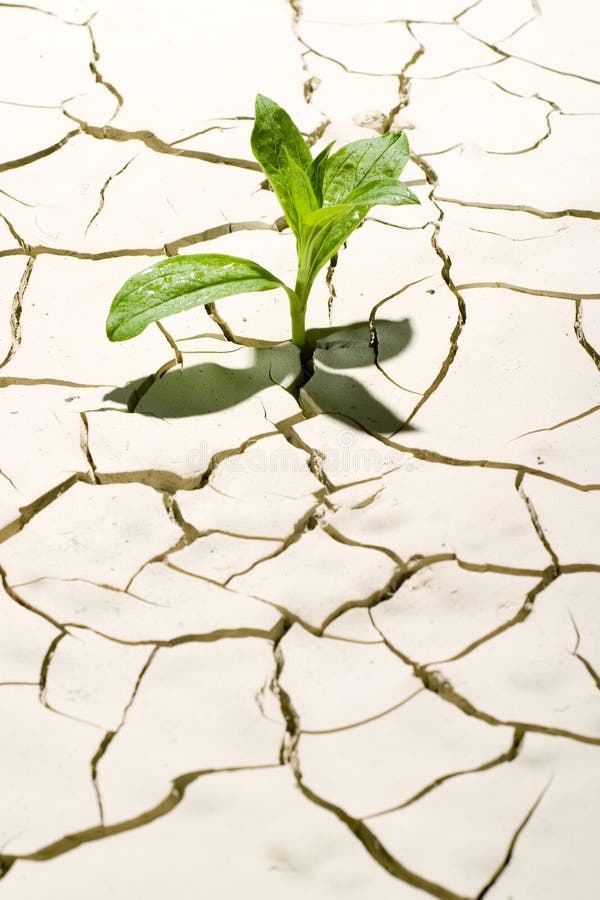 Planta no deserto imagem de stock Planta no deserto imagem de stock