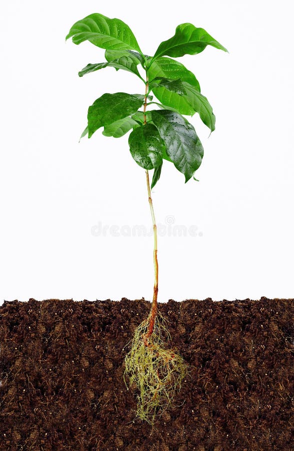 Planta nova do café com raizes expor no solo