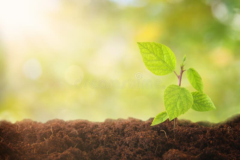 a planta nova que cresce durante o dia ensolarado com bokeh ilumina-se conceito novo do começo e da ecologia fotos de stock royalty free a planta nova que cresce durante o dia ensolarado com bokeh ilumina-se conceito novo do começo e da ecologia fotos de stock royalty free