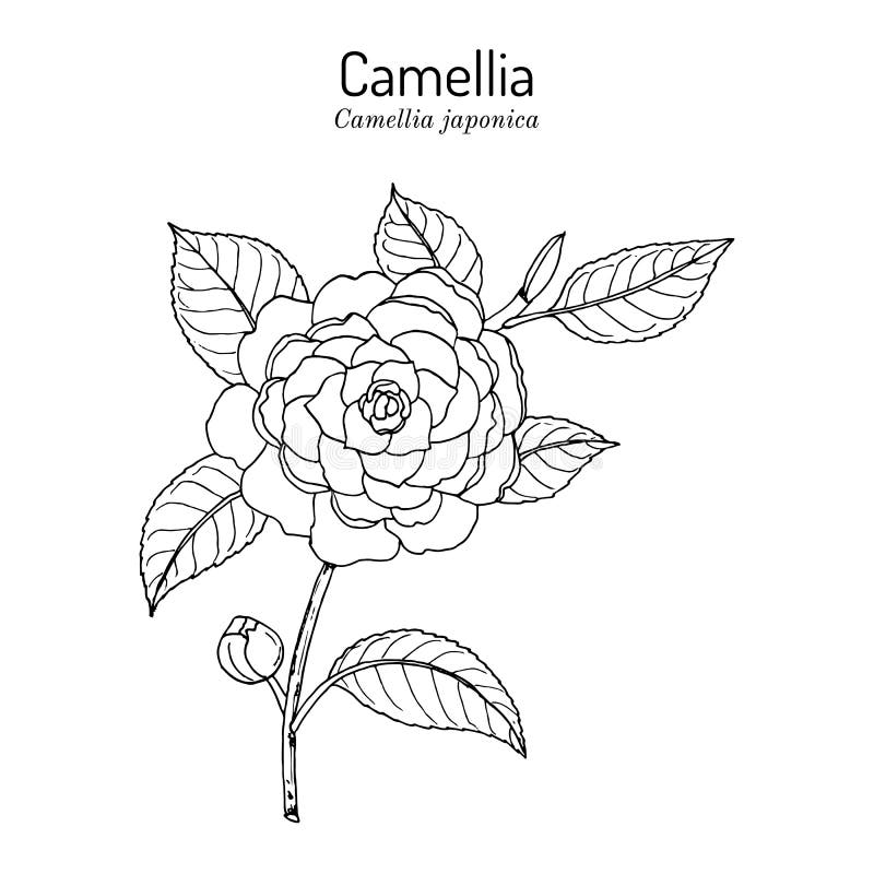Planta Ornamental Camellia O Tsubaki Camellia Japonica Ilustración del Vector - Ilustración de planta, sano: 200753766 Planta Ornamental Camellia O Tsubaki Camellia Japonica Ilustración del Vector - Ilustración de planta, sano: 200753766