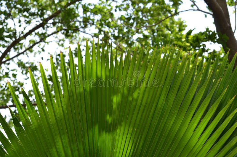 Planta ornamental de la hoja larga del jardín foto de archivo libre de regalías Planta ornamental de la hoja larga del jardín foto de archivo libre de regalías