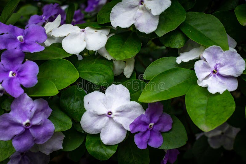 Planta Paraguaya Del Jazmín Con Las Flores Blancas Y Violetas Foto de  archivo - Imagen de raindrops, violeta: 129592466