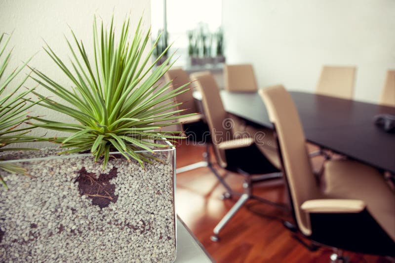 Planta pontudo verde em um escritório vazio, sala de conferências imagem de stock Planta pontudo verde em um escritório vazio, sala de conferências imagem de stock