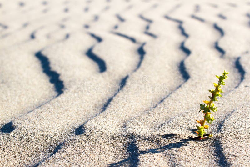 Planta que brota en el desierto en Sáhara Brote en el desierto imágenes de archivo libres de regalías Planta que brota en el desierto en Sáhara Brote en el desierto imágenes de archivo libres de regalías