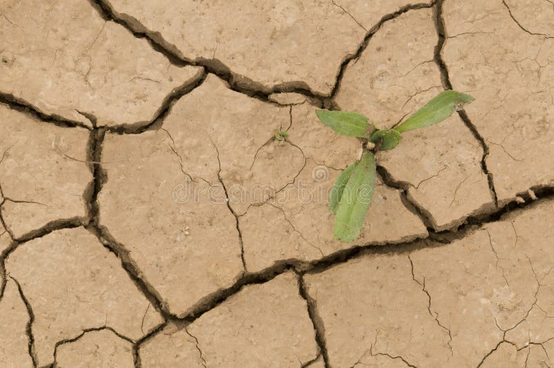Planta que crece en una tierra de la grieta fotografía de archivo Planta que crece en una tierra de la grieta fotografía de archivo