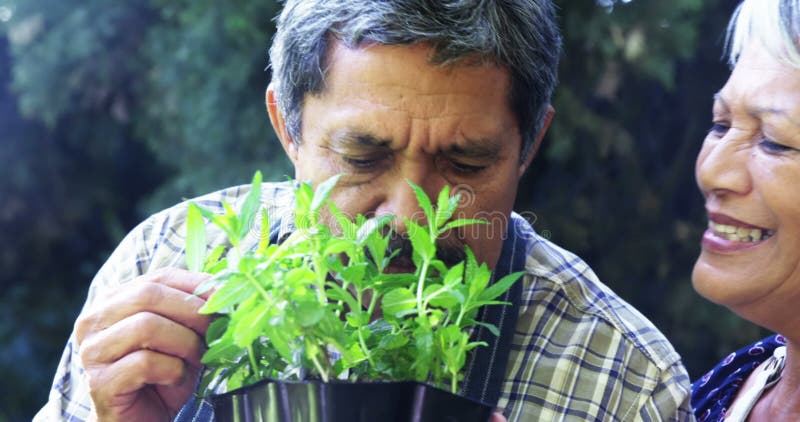 Planta que huele de los pares mayores almacen de metraje de vídeo