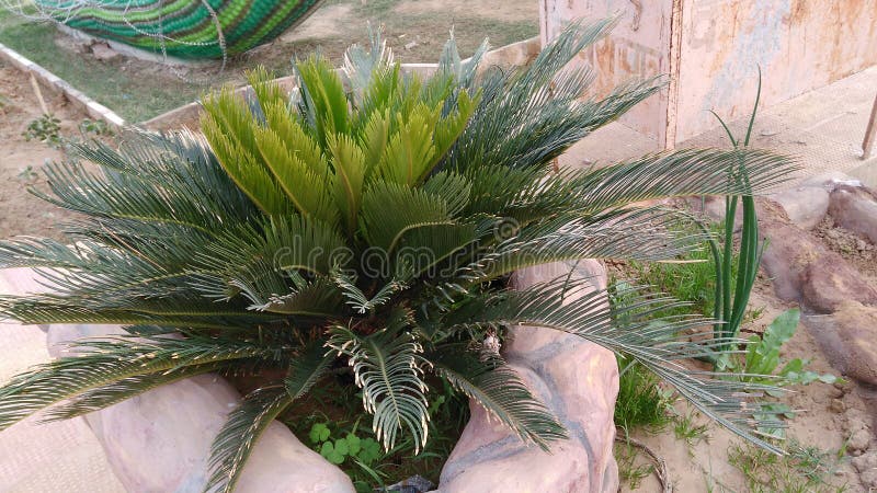 Planta rara na terra fotografia de stock royalty free Planta rara na terra fotografia de stock royalty free
