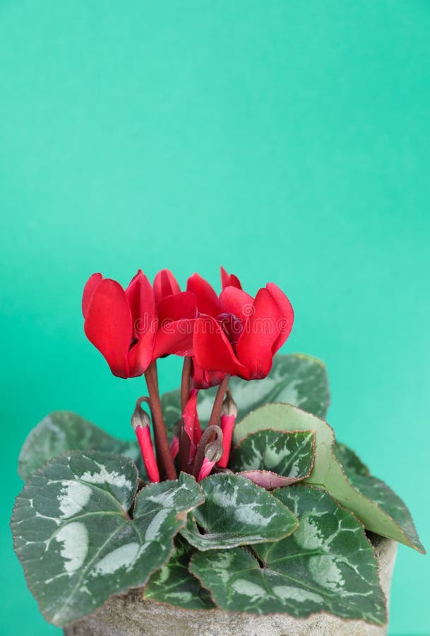 Planta roja del persicum del ciclamen en la maceta en fondo verde claro con el espacio de la copia foto de archivo libre de regalías Planta roja del persicum del ciclamen en la maceta en fondo verde claro con el espacio de la copia foto de archivo libre de regalías