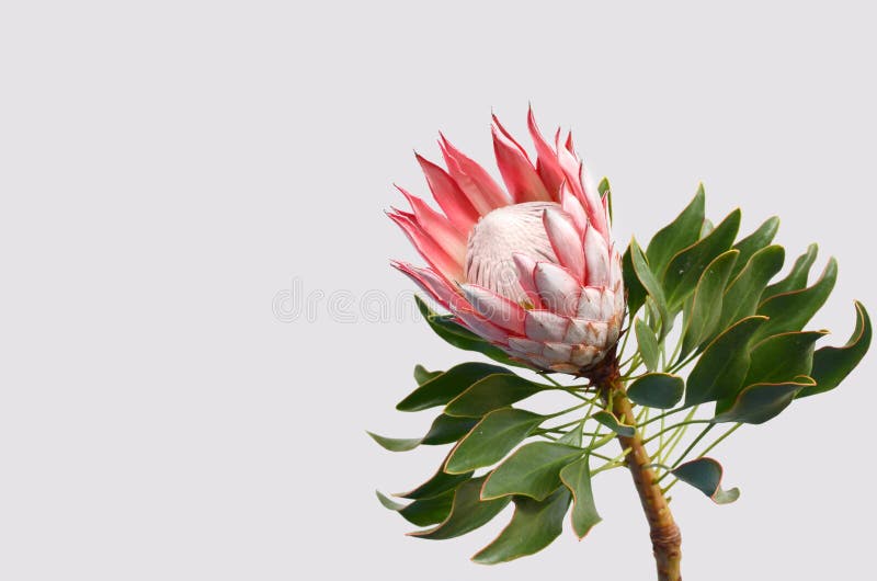 Planta roja del protea de rey en el fondo blanco fotografía de archivo Planta roja del protea de rey en el fondo blanco fotografía de archivo