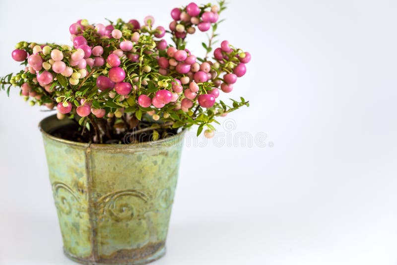 Planta sempre-verde, com bagas cor-de-rosa, arranjo no potenciômetro para o Natal imagens de stock Planta sempre-verde, com bagas cor-de-rosa, arranjo no potenciômetro para o Natal imagens de stock