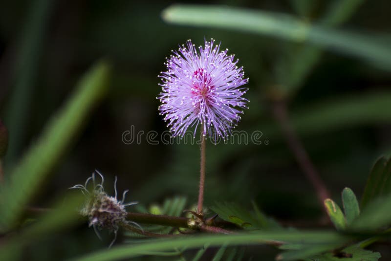Planta sensible, planta de vergüenza, pudica de la mimosa imagenes de archivo Planta sensible, planta de vergüenza, pudica de la mimosa imagenes de archivo
